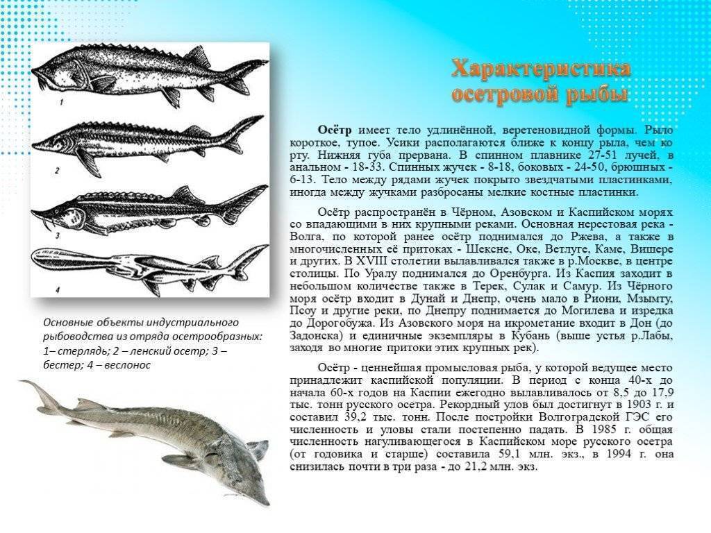 Осетровые рыбы - виды и породы семейства | список с фото и описанием