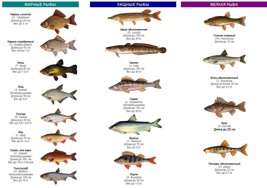 Болезни рыб (речных и пресноводных): фото с описанием, классификация, симптомы