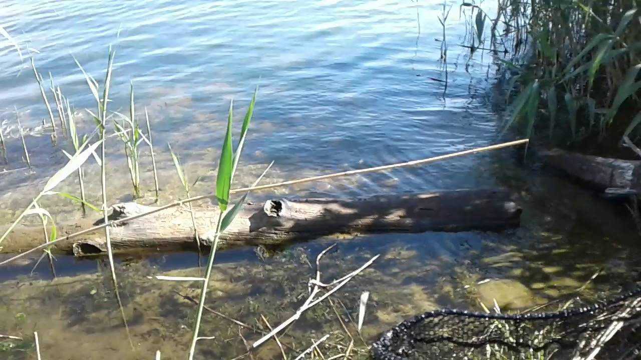Ловля сома на лягушку с берега и с лодки — видео-урок