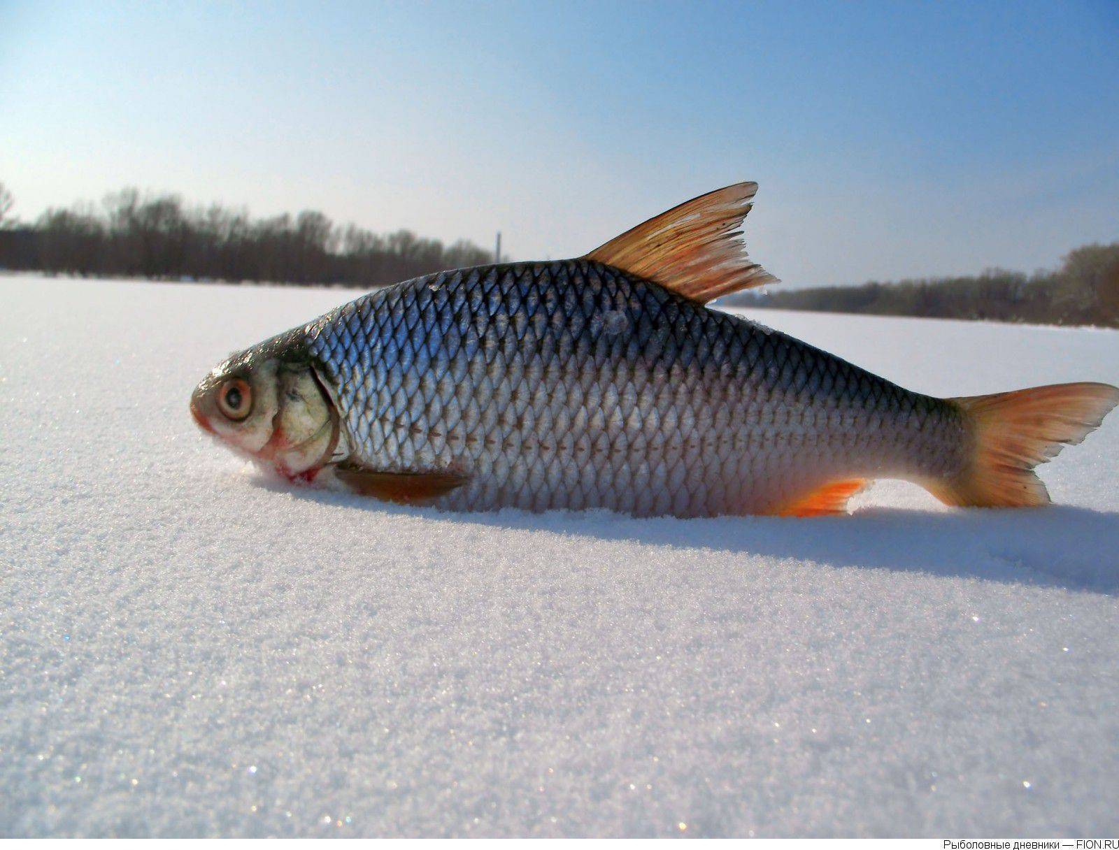???? рыба красноперка: описание, питание, виды с фото