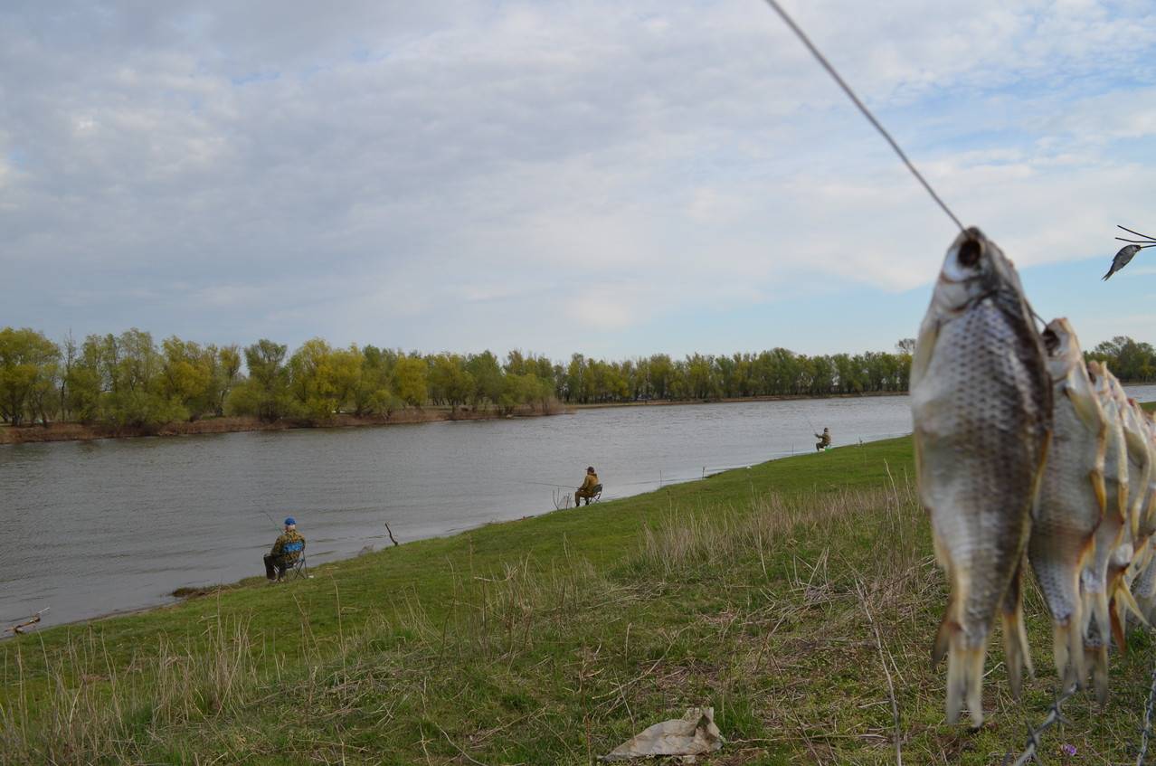Когда можно ловить воблу в астраханской области. Река Кигач Астраханская область. Астрахань Кигач рыбалка. Кигач рыбалка вобла Астрахань. Астрахань Волга река рыбалка.