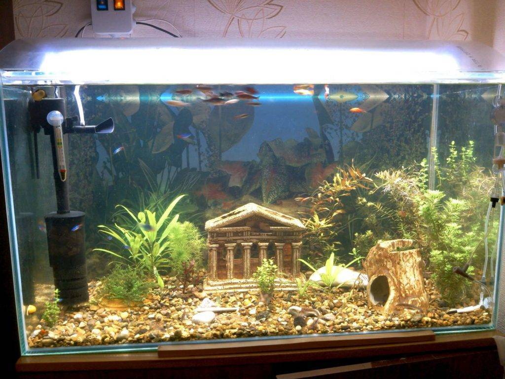 Разбираемся с подсветкой аквариума. как выбрать лучшее освещение для аквариума с растениями.
