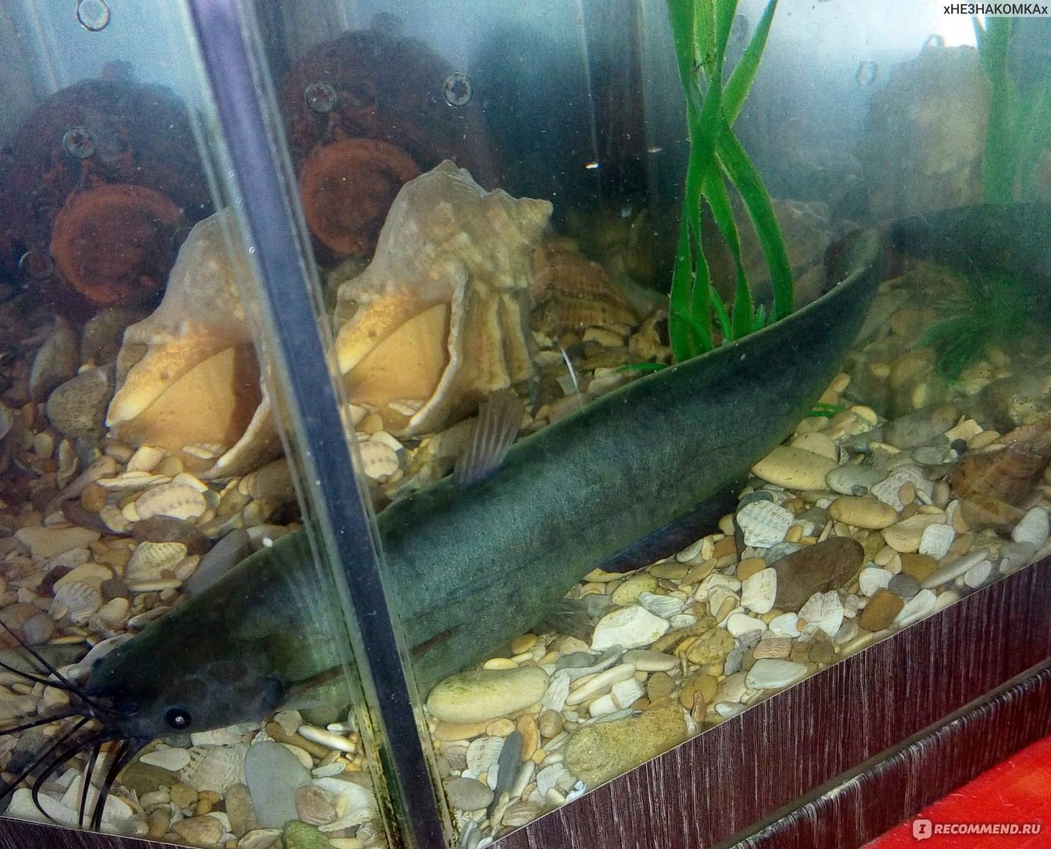 Рыбка мешкожаберный сом: аквариумное содержание и размножение