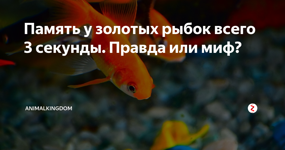 Память рыбки. Золотая рыбка память 3 секунды. Рыба с короткой памятью. Сколько память у рыбки.