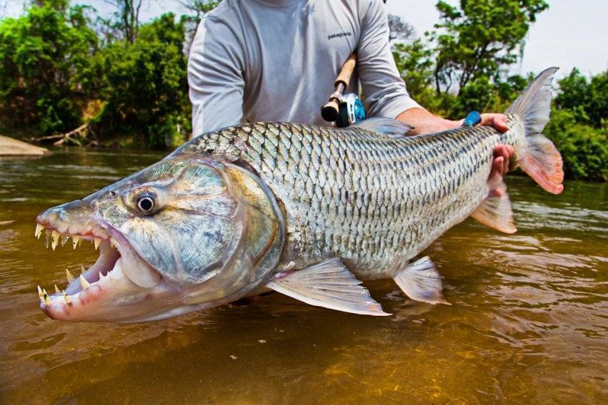 Сообщества › это интересно знать… › блог › рыба голиаф — тигр живущий в реке конго