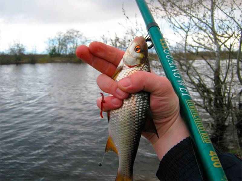 Рыбалка в апреле: какую рыбу ловить в апреле