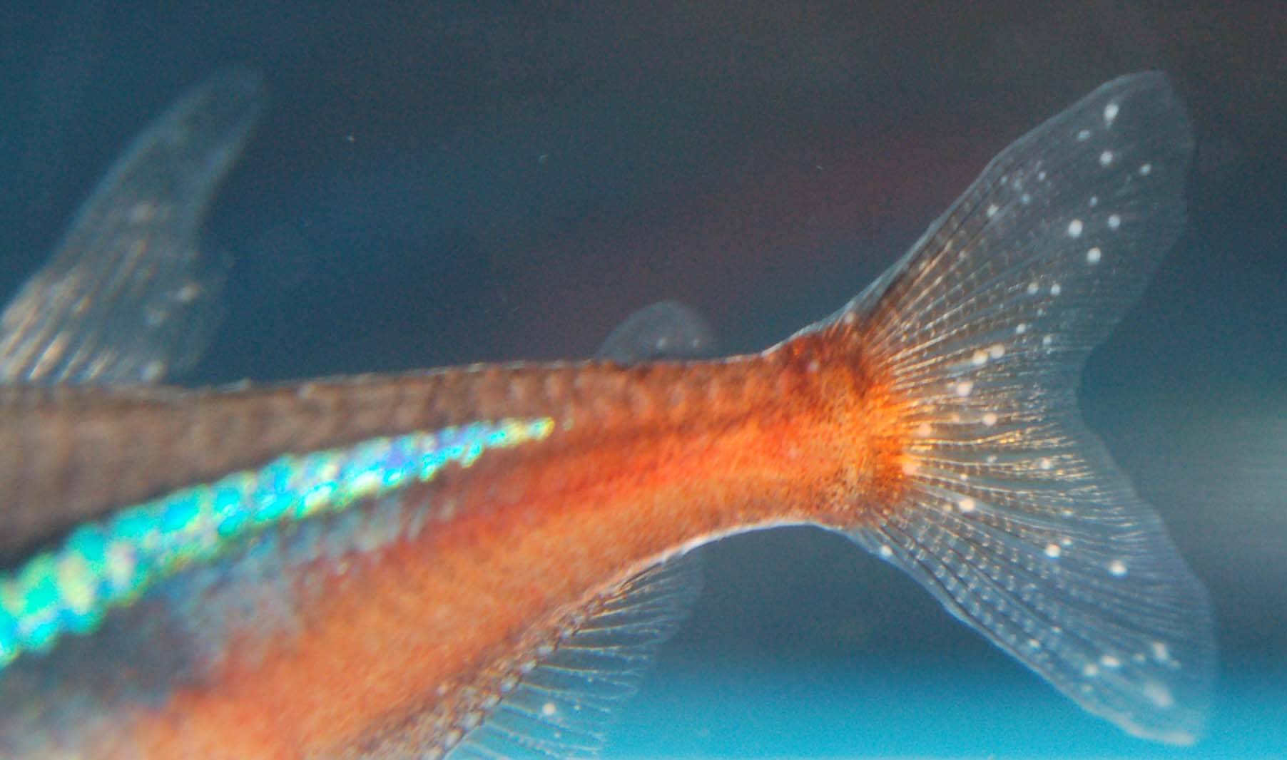 Манка у аквариумных рыб - заражение и симптомы, лечение ихтиофтириоза у рыб