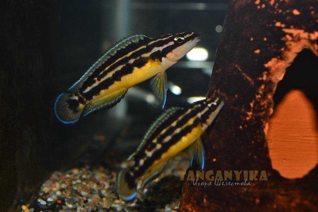Юлидохромис марлиера аквариумная рыбка африканская цихлида
