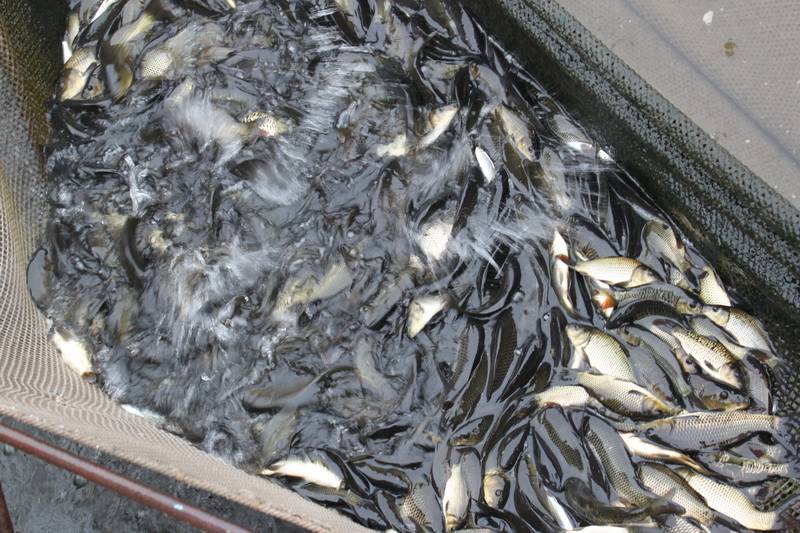 Разведение рыбы как бизнес-проект: как организовать прибыльную рыбную ферму