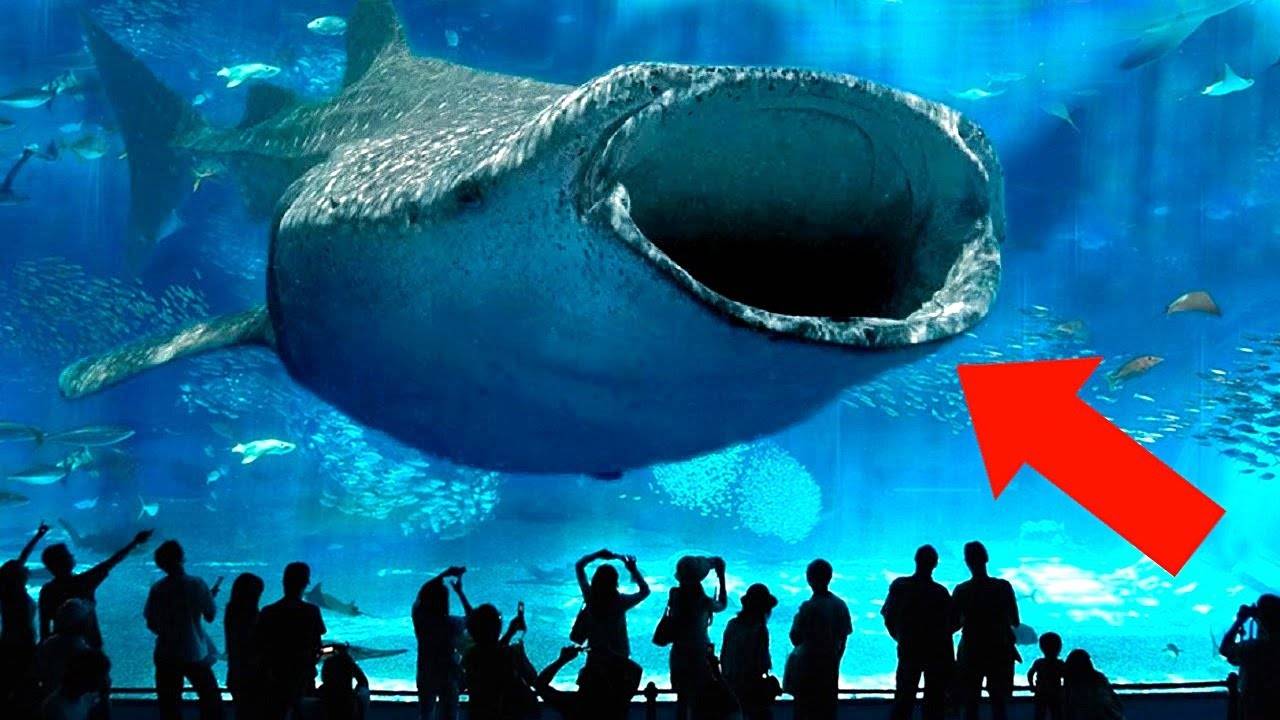 10 самых больших океанариумов в мире