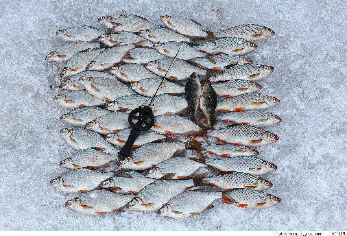 Отзывы о рыбалке на можайском водохранилище и базы для рыбаков - суперулов - интернет-портал о рыбалке