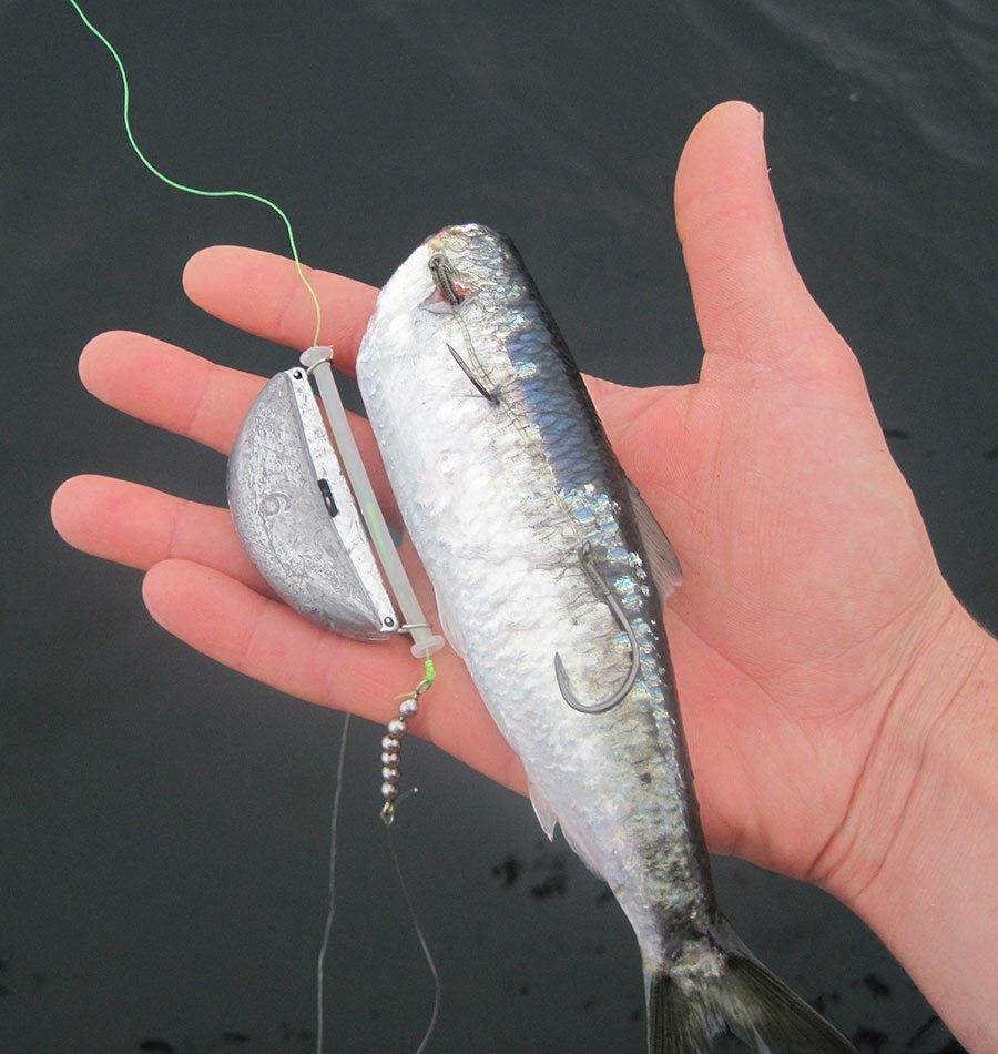 Ловля лосося или семги на спиннинг: воблеры и блесны для спиннинга на лосося