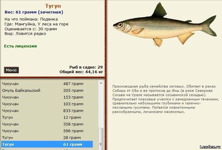 Снасти для ловли толстолобика - сайт о рыбалке
