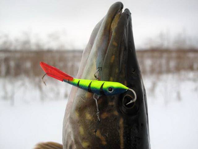 Ловля щуки на балансир зимой: где ловить, как выбрать балансир - читайте на сatcher.fish