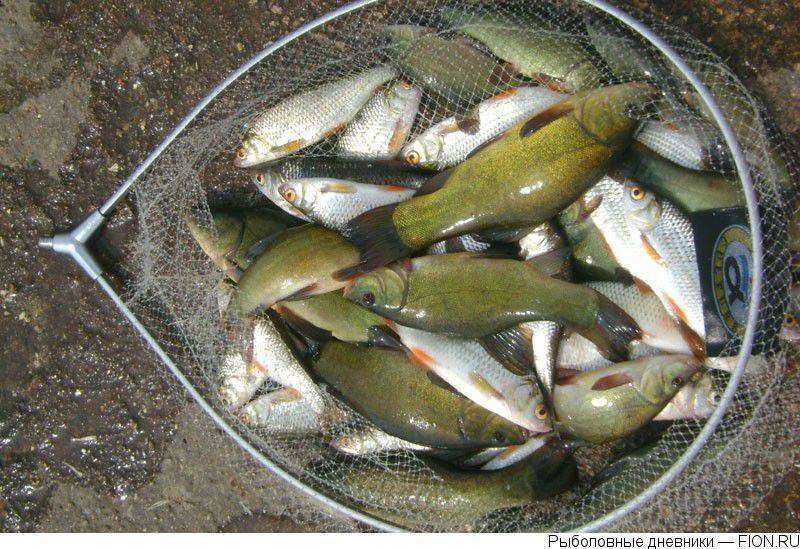 Озеро сенеж рыбалка бесплатно - на рыбалку. отчеты о рыбалке, фото рыбаков. ловля судака, окуня, щуки спиннингом - 12 августа - 43892278546 - медиаплатформа миртесен