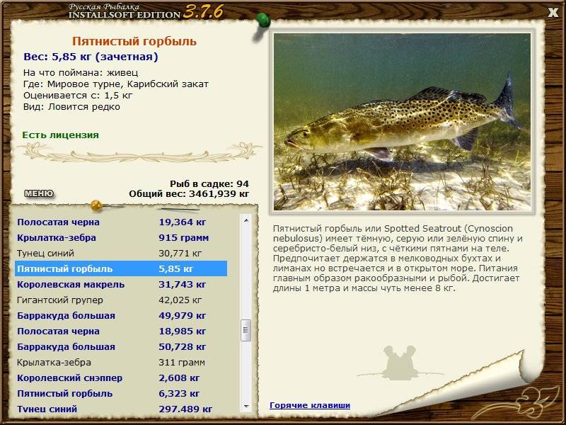 Горбыль светлый фото и описание – каталог рыб, смотреть онлайн