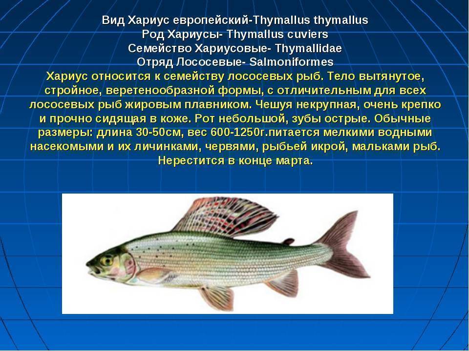 ✅ самый крупный хариус - netfishing24.ru