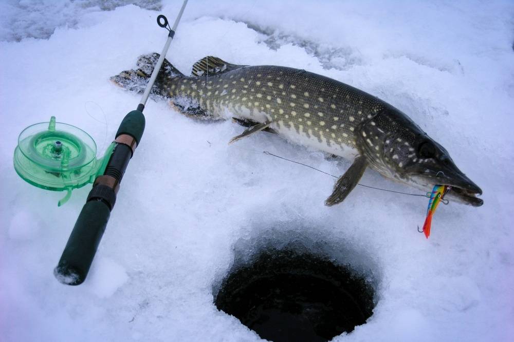 Как ловить щуку зимой на жерлицы: установка снасти, процесс, отзывы рыбаков