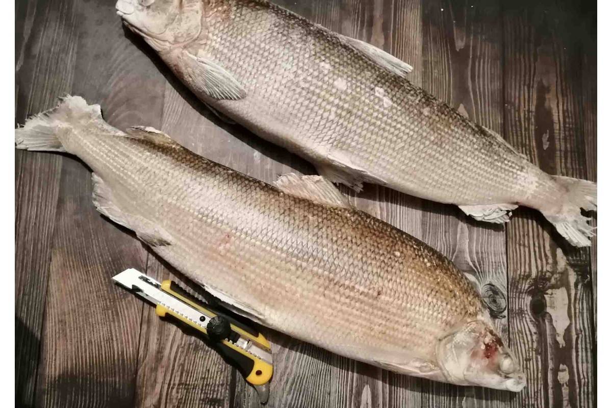 Рыба муксун — полезные свойства и вред
