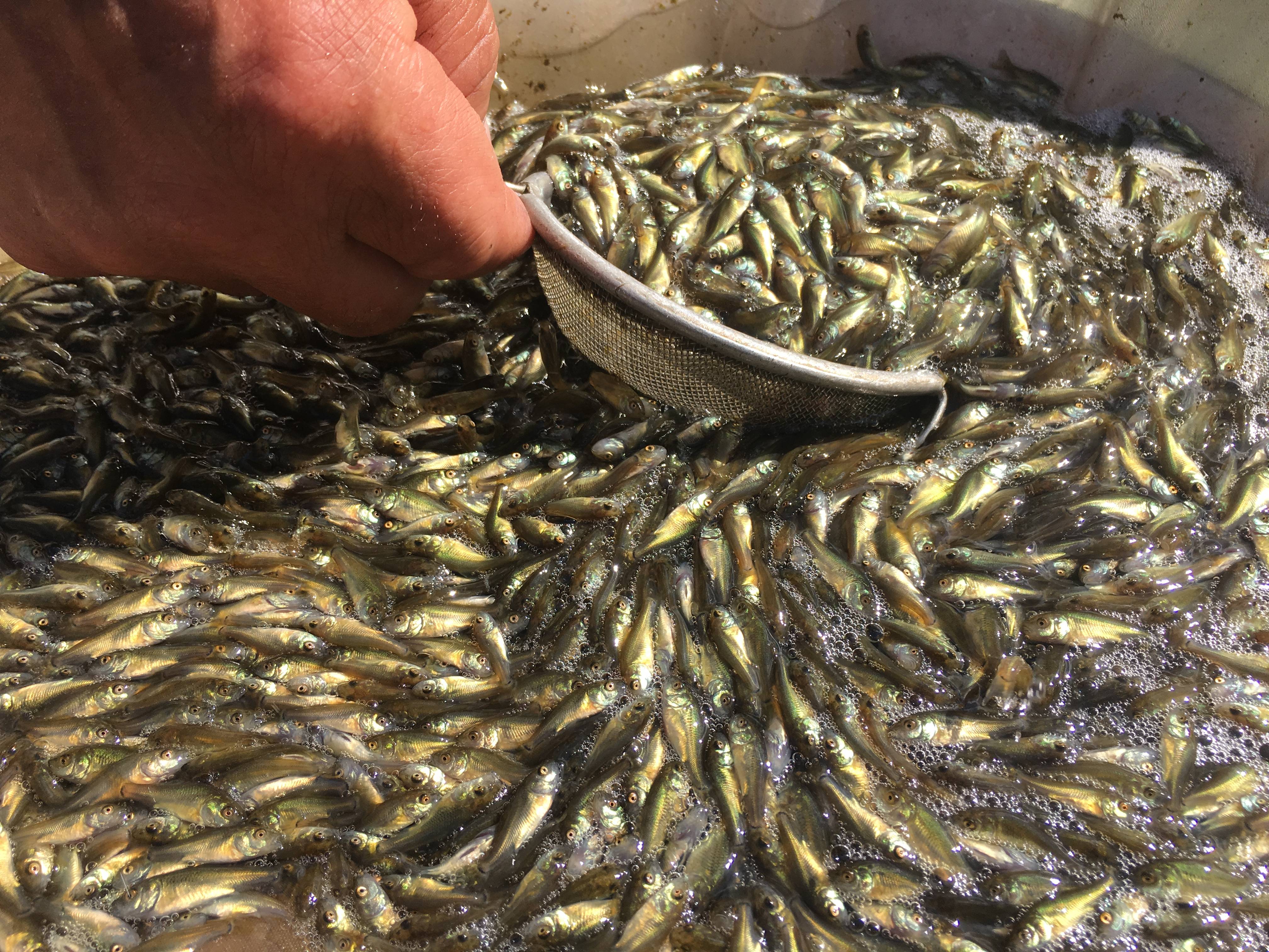 Разведение рыбы как бизнес выгодно или нет: отзывы владельцев