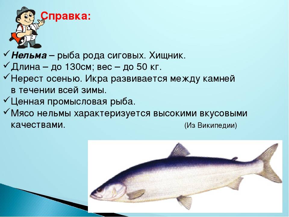 Рыба рипус — описание, особенности поведения, рыбалка
