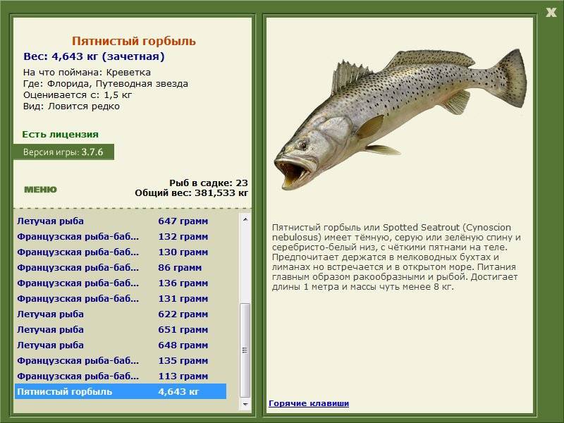 Рыба «Горбыль пятнистый» фото и описание