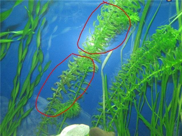 Аквариумное растение элодея: её особенности, как она выглядит и как её выращивать