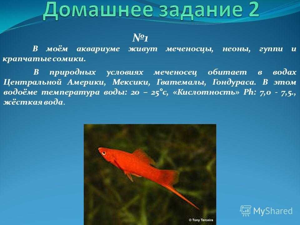 Аквариумные рыбки меченосцы: описание, содержание, размножение и виды