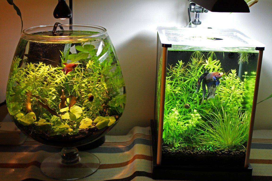 Какой лучше выбрать аквариум для начинающих