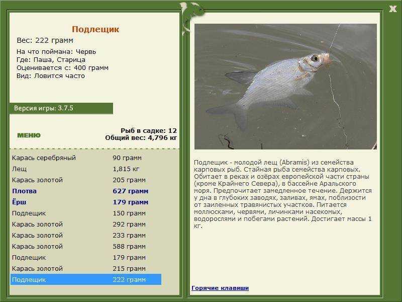 Сопа рыба: фото, википедия, описание