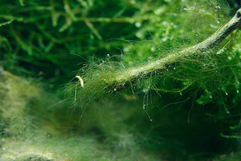 Особенности ловли рыбы на нитчатые водоросли | мастер-фишер