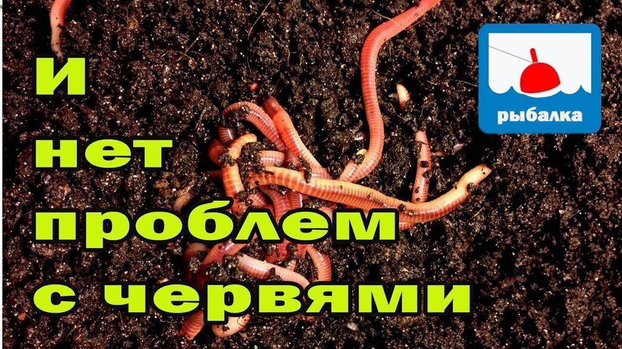 Навозный червь: выращивание и разведение в домашних условиях, способы добычи, хранения + советы чем кормить и где копать