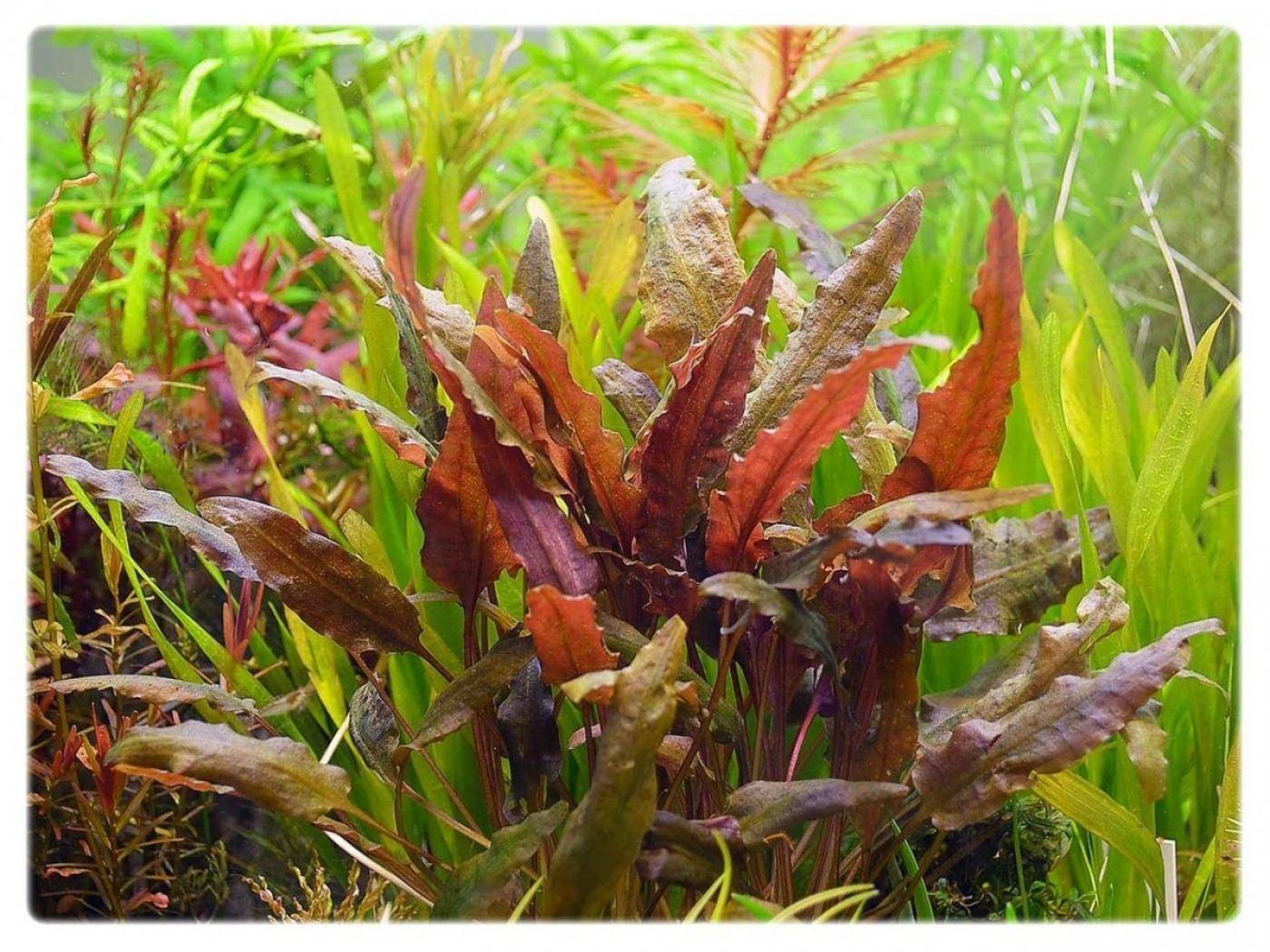 Криптокорина вендта (cryptocoryne wendtii)-аквариумное растение | аквариумные рыбки
