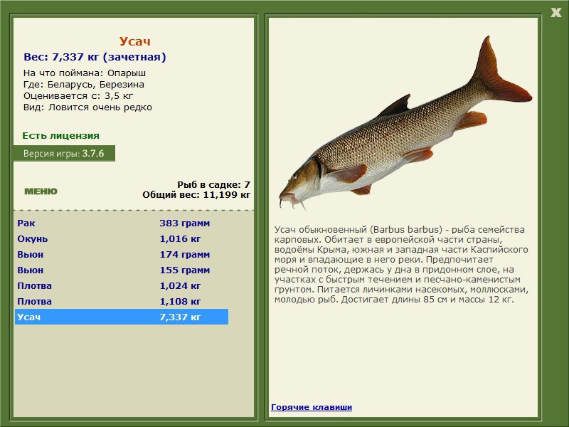 Рыба лобань - описание, места обитания, тактика ловли лобани