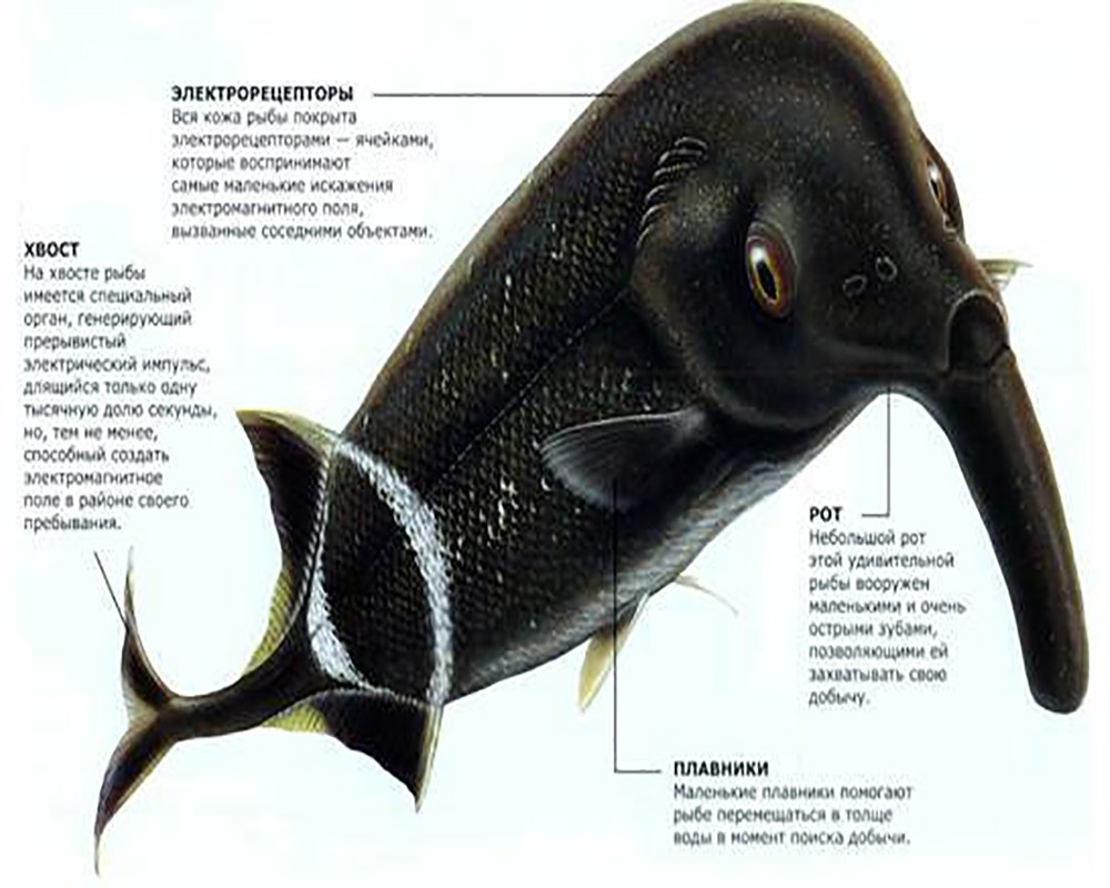Рыба слон (нильский слоник): описание вида, где живет, чем питается, как содержать в аквариуме