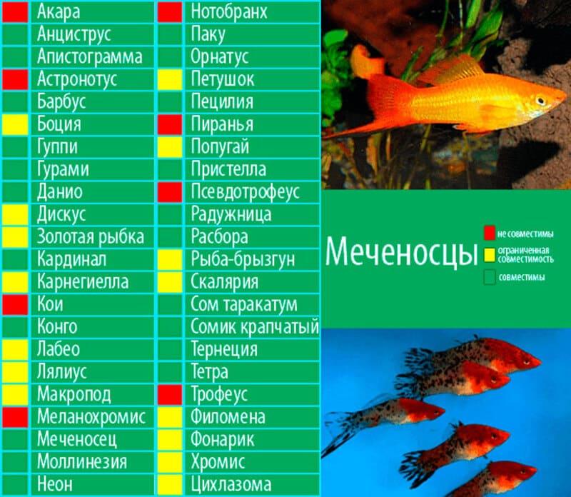 Какая вода нужна рыбам. Меченосцы рыбки аквариумные совместимость с рыбками. Барбус рыбка аквариумная совместимость. Цихлиды аквариумные рыбки уживаются. Таблица совместимости пресноводных аквариумных рыбок.