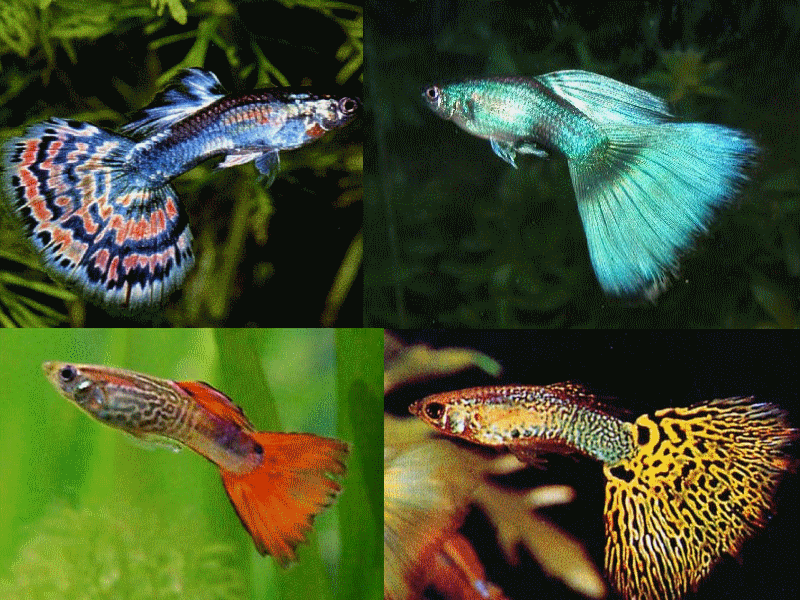 Красивые и разнообразные аквариумные рыбки гуппи: учимся уходу и содержанию