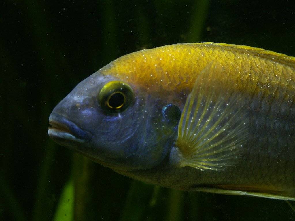 Заболевание ихтиофтириоз или манка у аквариумных рыб – лечение