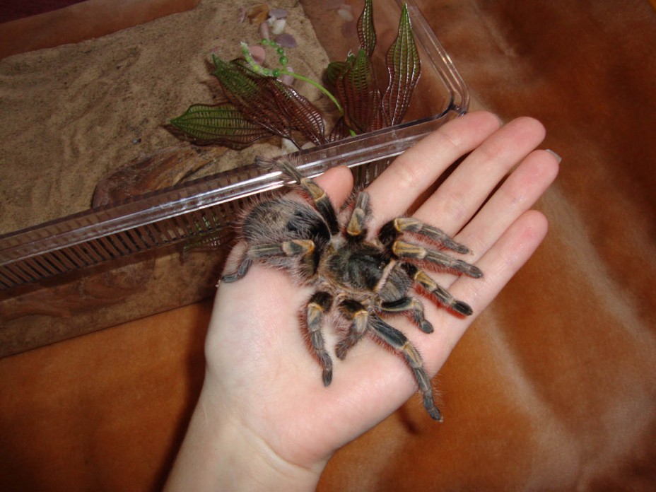 Содержание пауков-птицеедов в домашнем террариуме | мир животных и растений