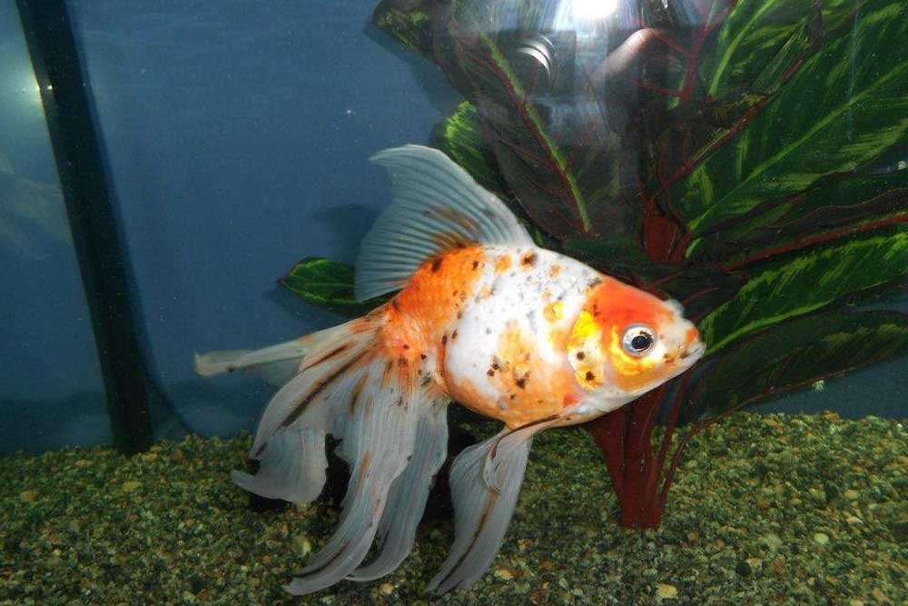 Вуалехвост - золотая аквариумная рыбка с длинным хвостом