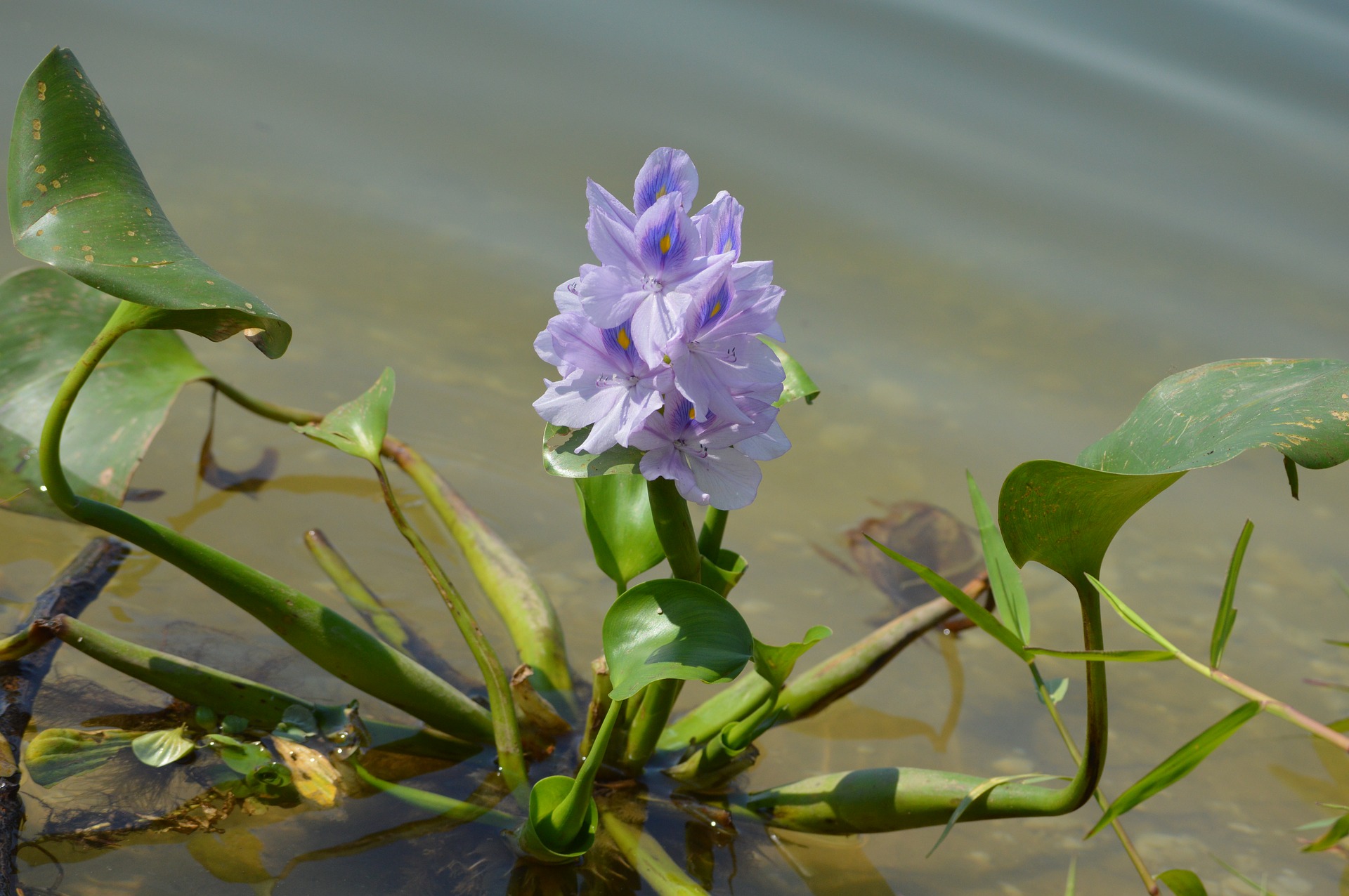 Водяной гиацинт эйхорния: посадка, уход и выращивание в пруду и аквариуме с фото