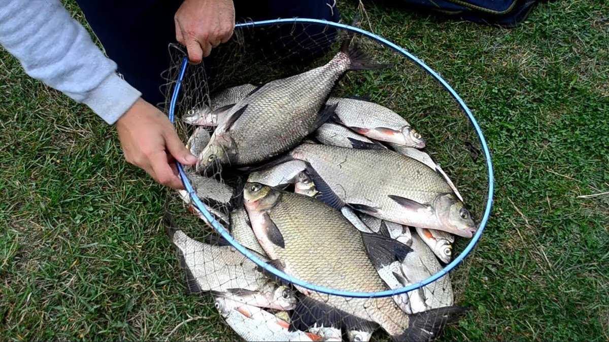 Что такое фидер для рыбалки - секреты ловли для начинающих