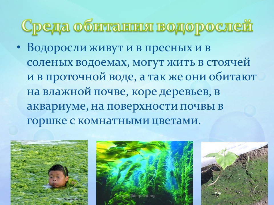 Фукус среда обитания водная. Водоросли презентация. Доклад про водоросли. Водоросли пресных водоемов. Среда обитания водорослей.