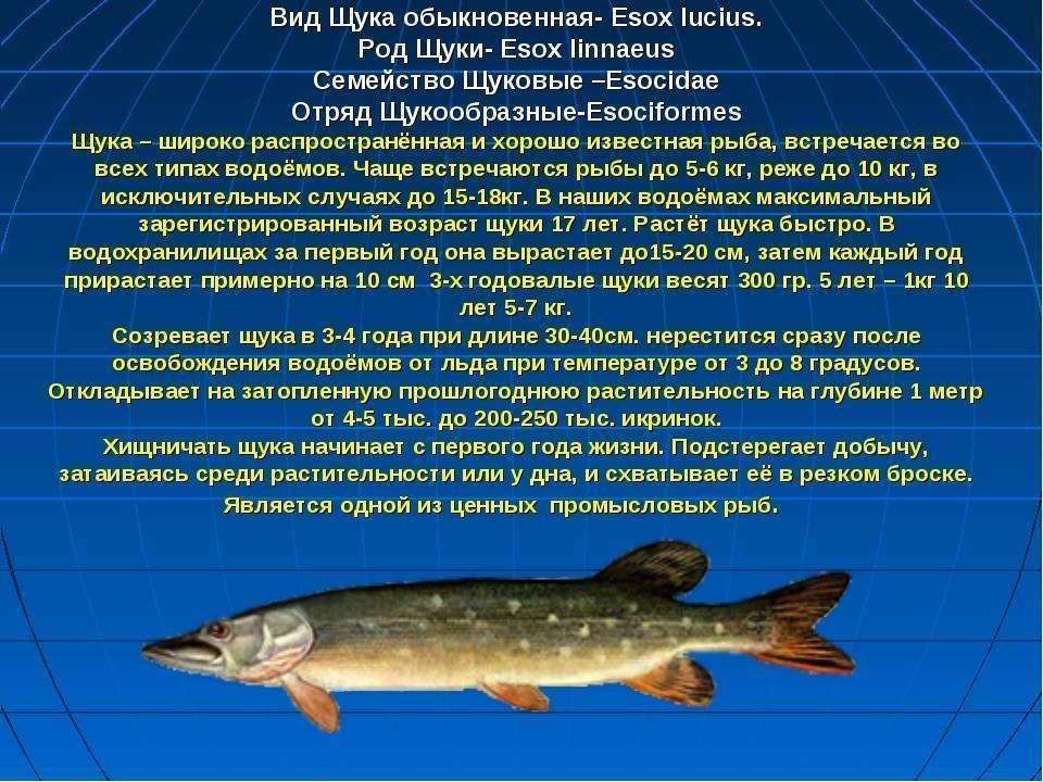 Рыба лобань — описание, особенности ловли, рецепты, польза и вред
