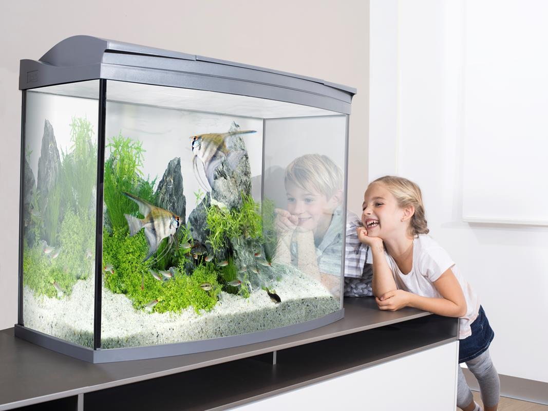 Лучший размер аквариума для начинающих — маленький или большой аквариум?