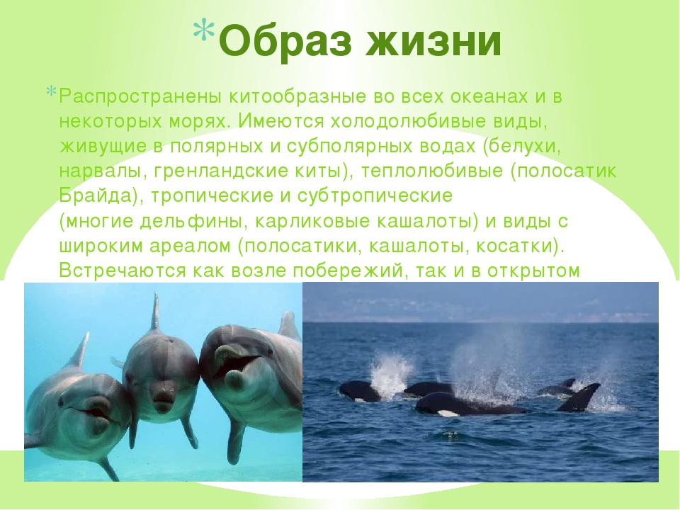 Дельфины - описание, питание, охота, размножение - дикие животные