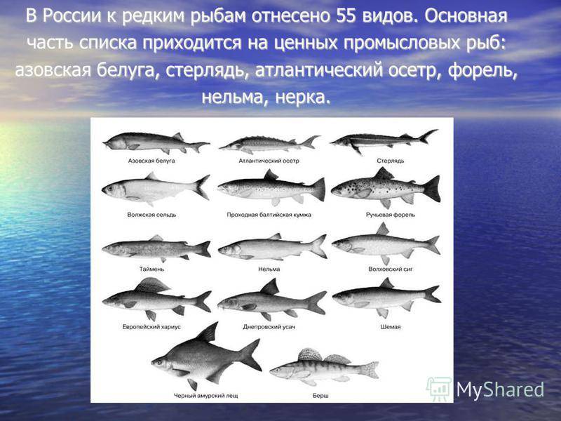 Тип черного моря. Промысловые рыбы черного моря. Промысловые рыбы Каспийского моря. Черноморская Промысловая рыба. Рыбы черного моря список рыб.