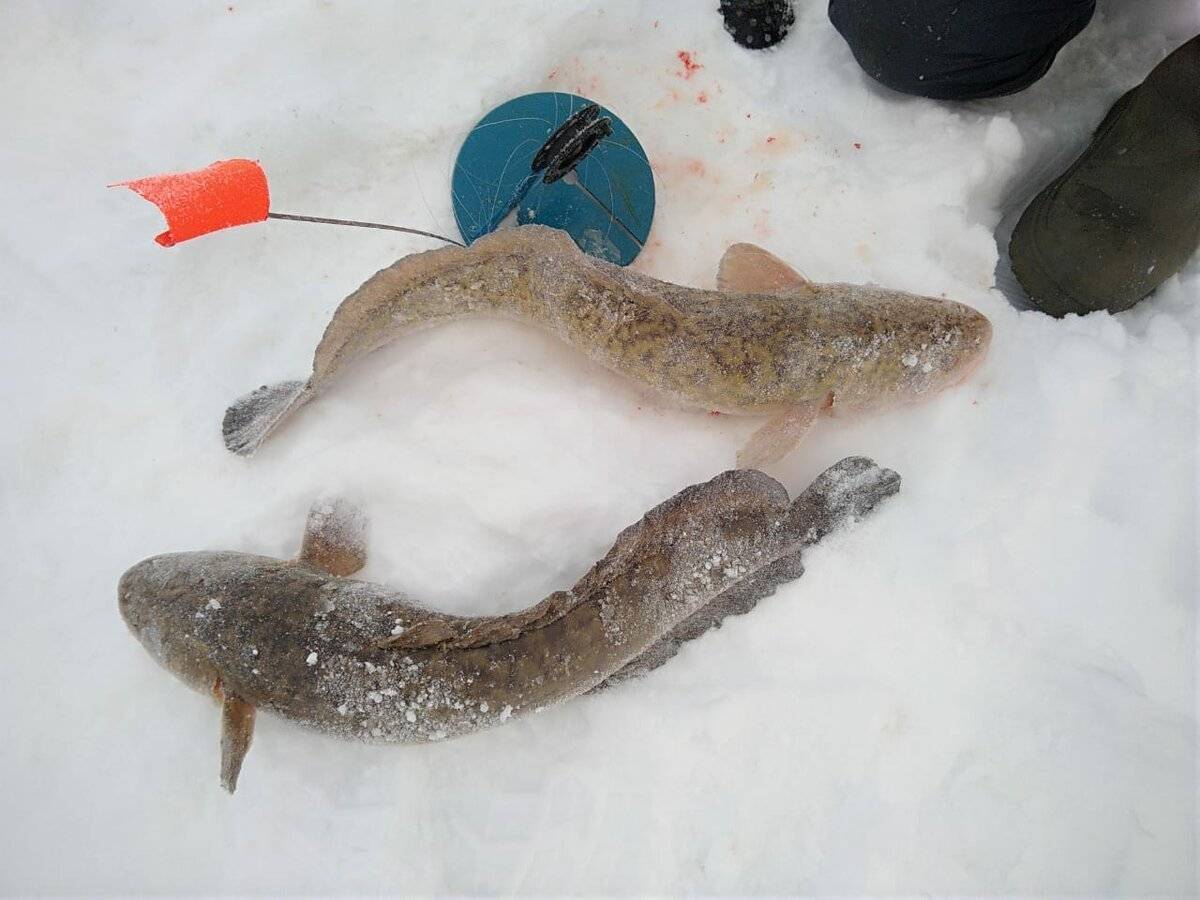 Секреты зимней ловли налима на жерлицы - читайте на сatcher.fish