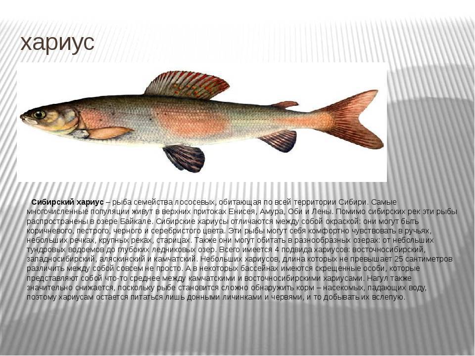 Хариус сибирский — рыба семейства лососевых, thymallus arcticus