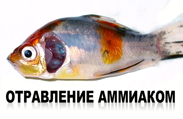 Отравление рыб : симптомы, лечение и профилактика